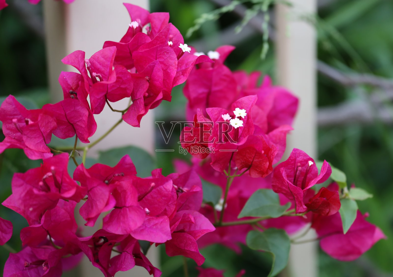 这是一个美丽多彩的盛开花朵的特写，在日落时分的悉尼公园照片摄影图片