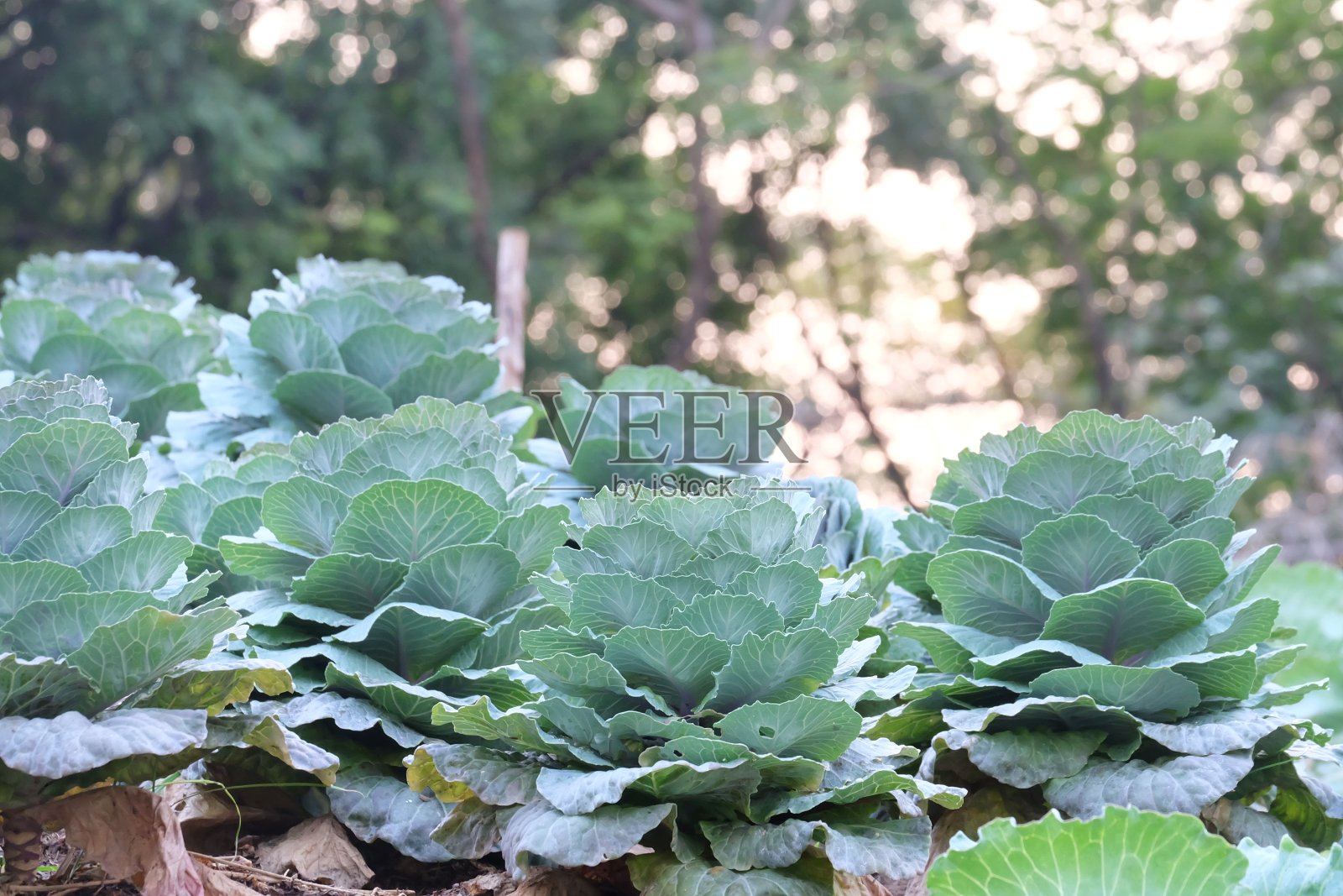 一排漂亮的绿色卷心菜生长在菜园装饰区照片摄影图片
