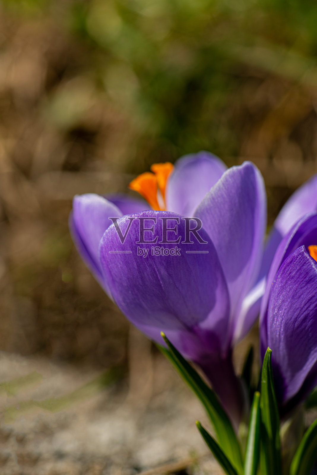 在一个阳光明媚的日子里，乡村花园里盛开的紫色的观赏番红花。照片摄影图片