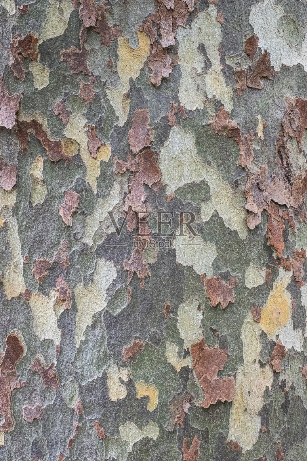 悬铃木树皮的纹理照片摄影图片