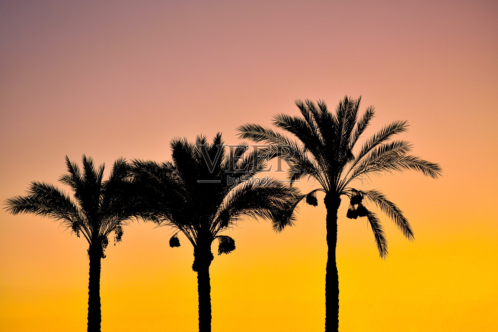 明亮夜空下的棕榈树轮廓照片摄影图片