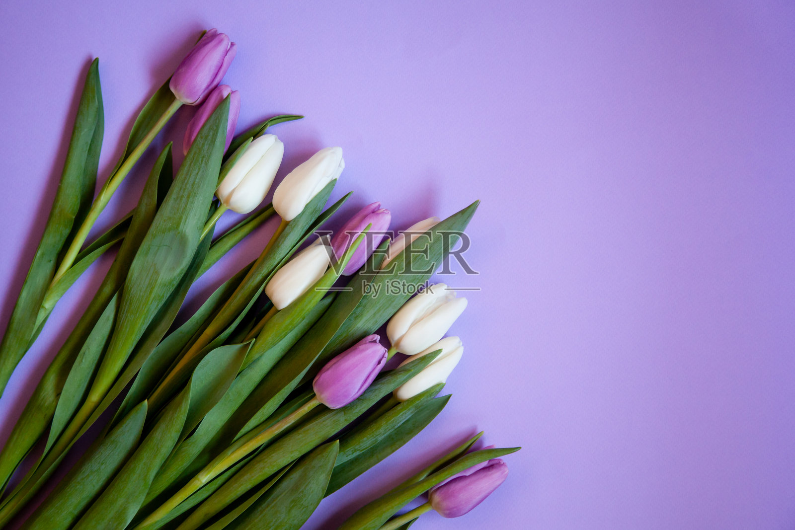 花是紫色背景上的郁金香。照片摄影图片