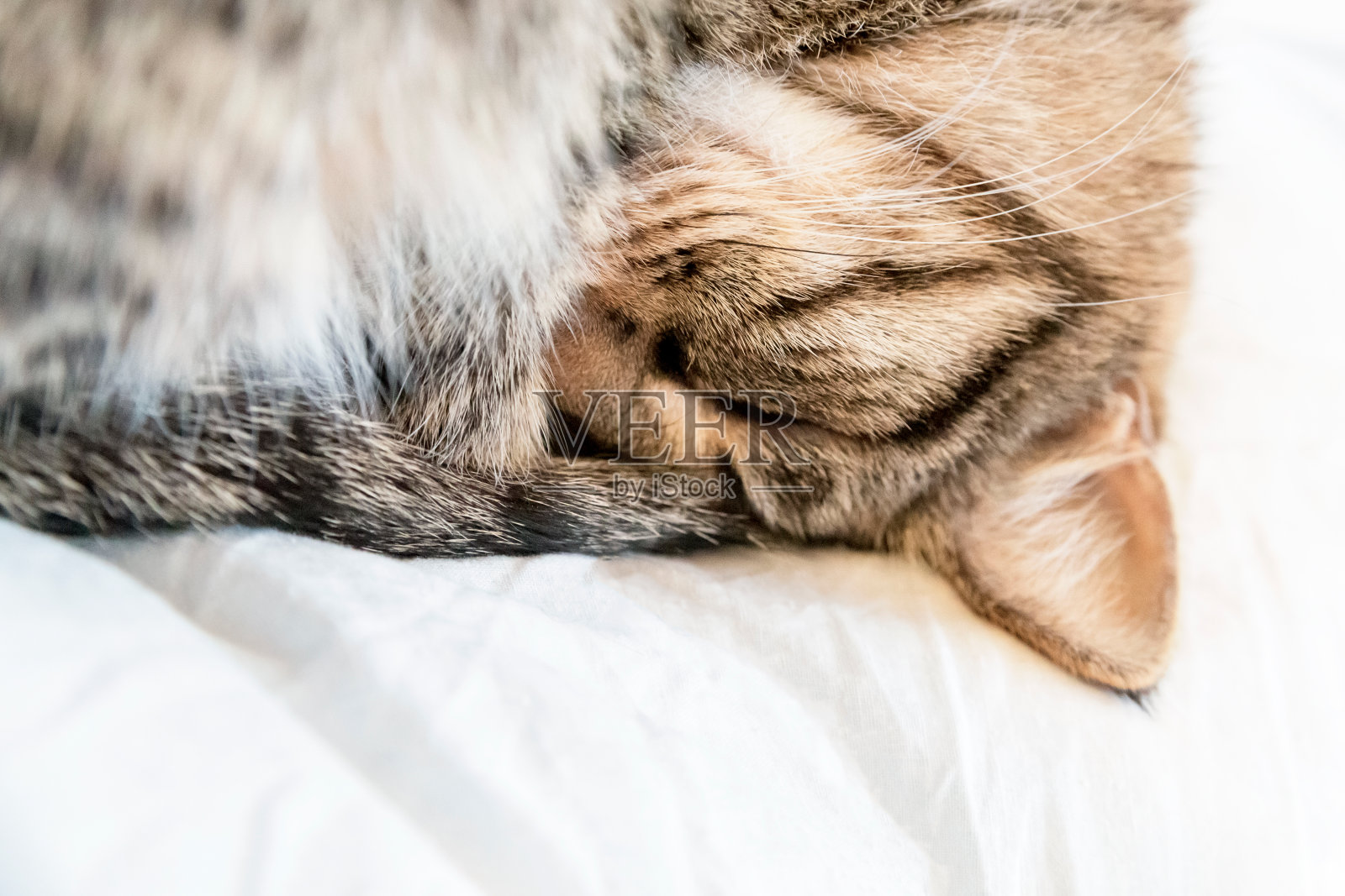 一只虎猫睡在柔软舒适的床上。那只猫蜷缩成一团躲避寒冷照片摄影图片