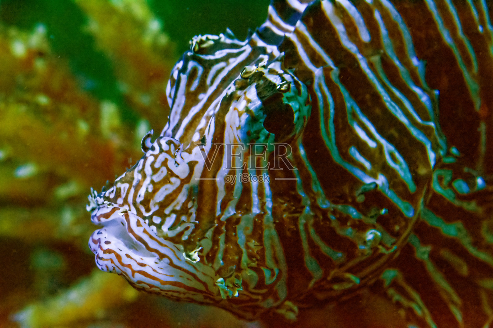 狮子鱼照片摄影图片