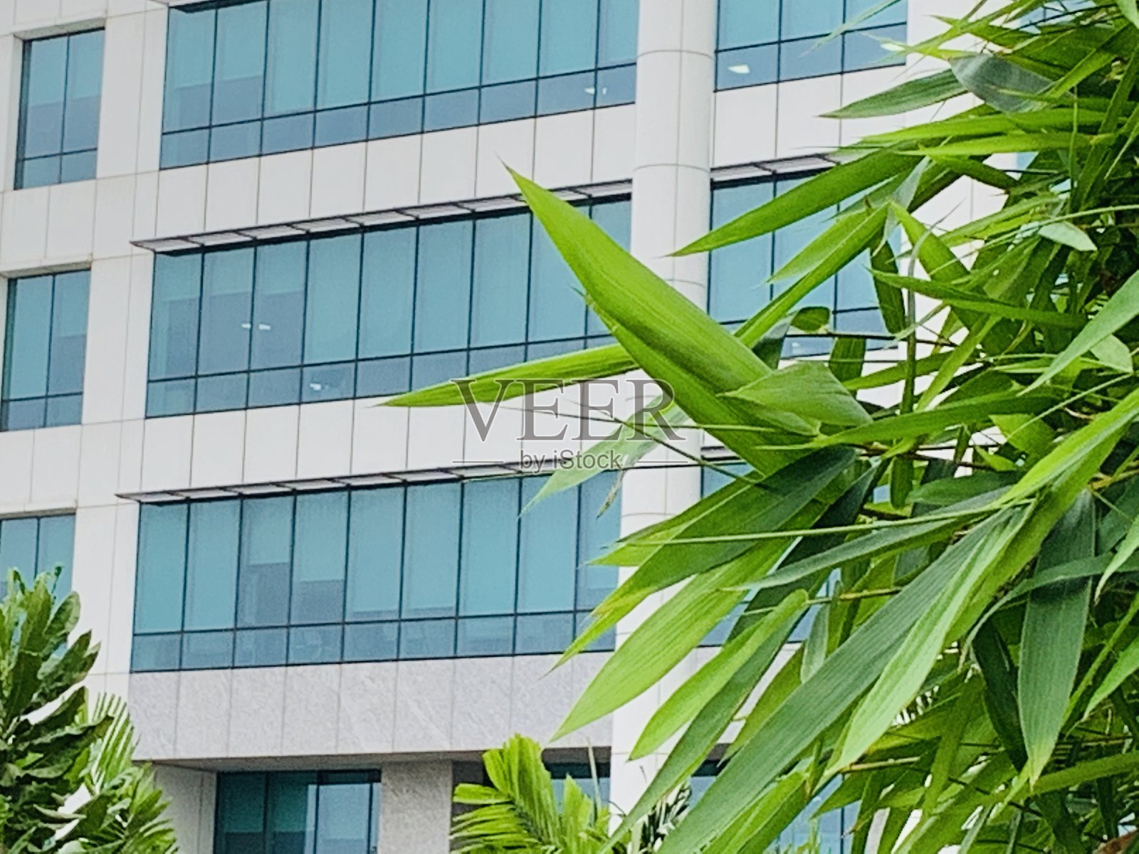 树和建筑照片摄影图片