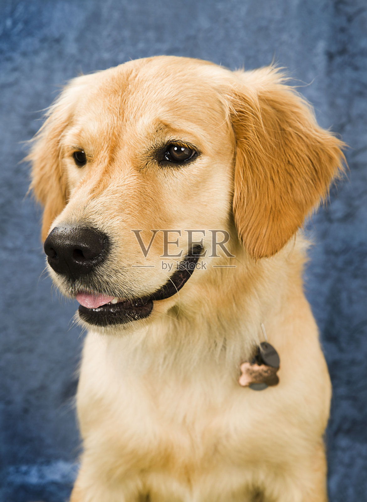 可爱和有趣的狗肖像照片的金毛猎犬照片摄影图片