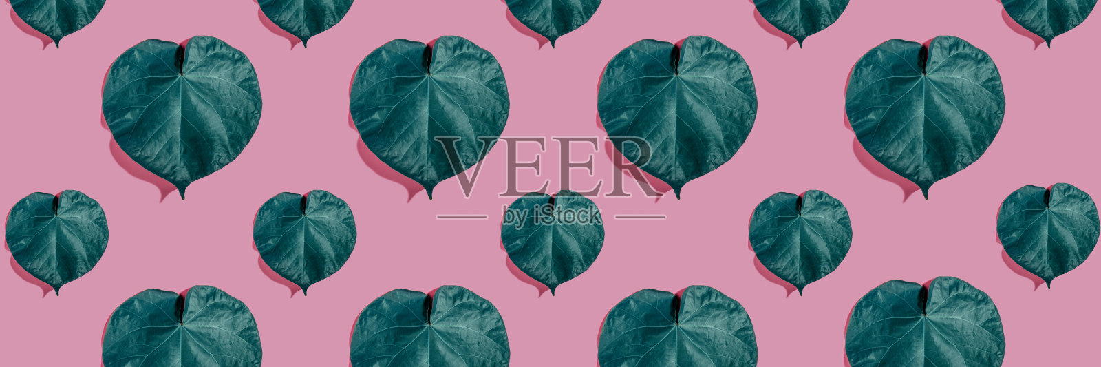 不同颜色非洲菊的花卉排列组合，蓝色背景带阴影，扁平风格图案，顶视图插画图片素材