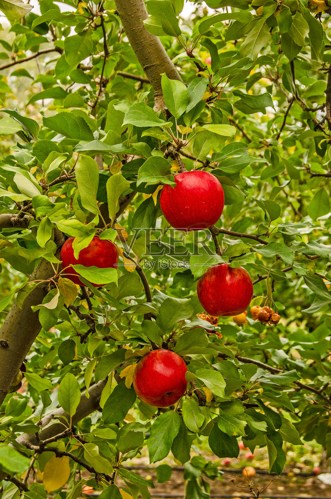 四个闪亮的红苹果照片摄影图片