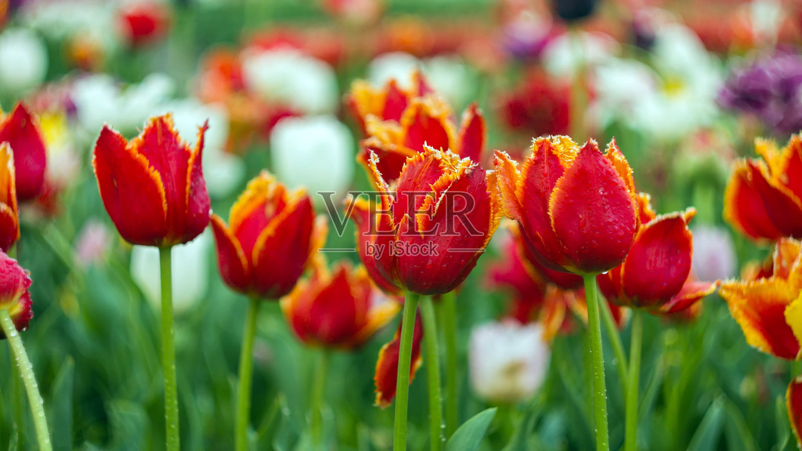 花瓣尖尖的红色郁金香照片摄影图片