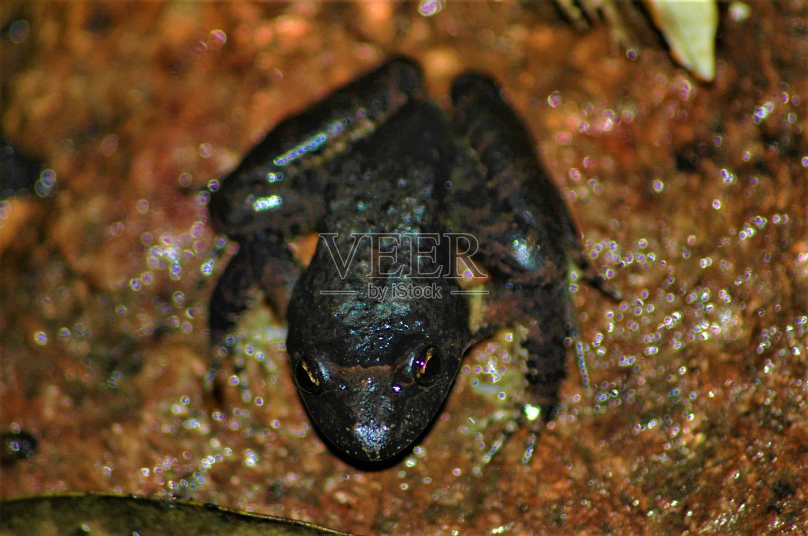 沙丁鱼香肠照片摄影图片