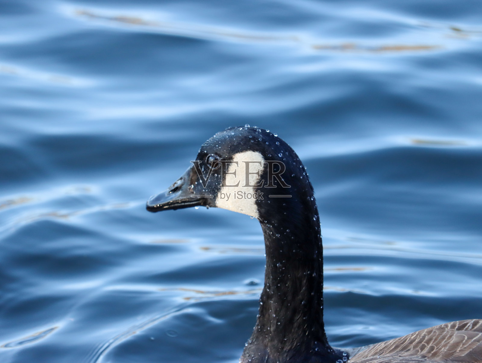 加拿大鹅湿的侧面面对着照片摄影图片