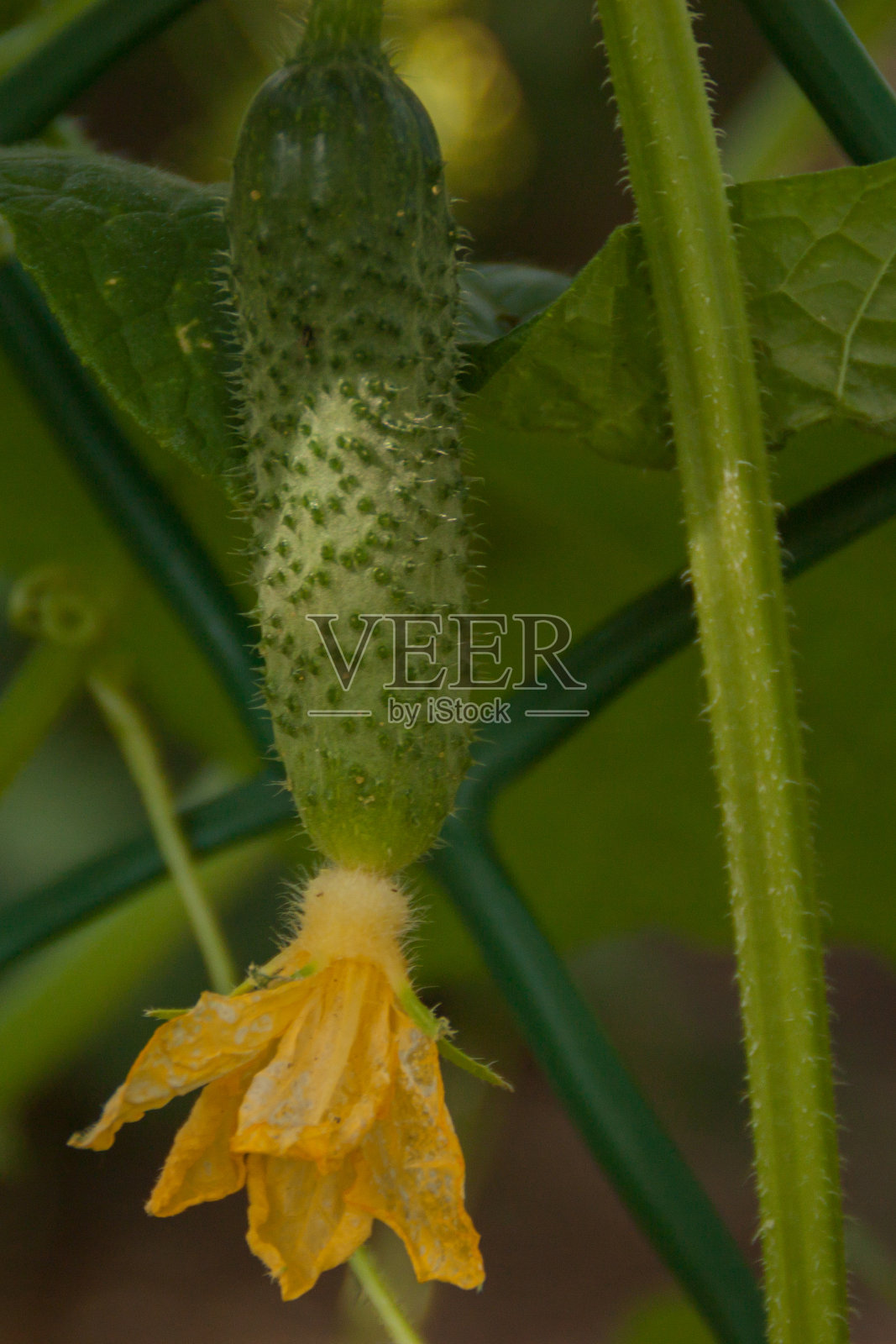 带花序的绿色小鲜黄瓜长在枝叶上。种植天然生态蔬菜，农业农业，园艺。生态天然产品原料素食纯素正宗美食照片摄影图片