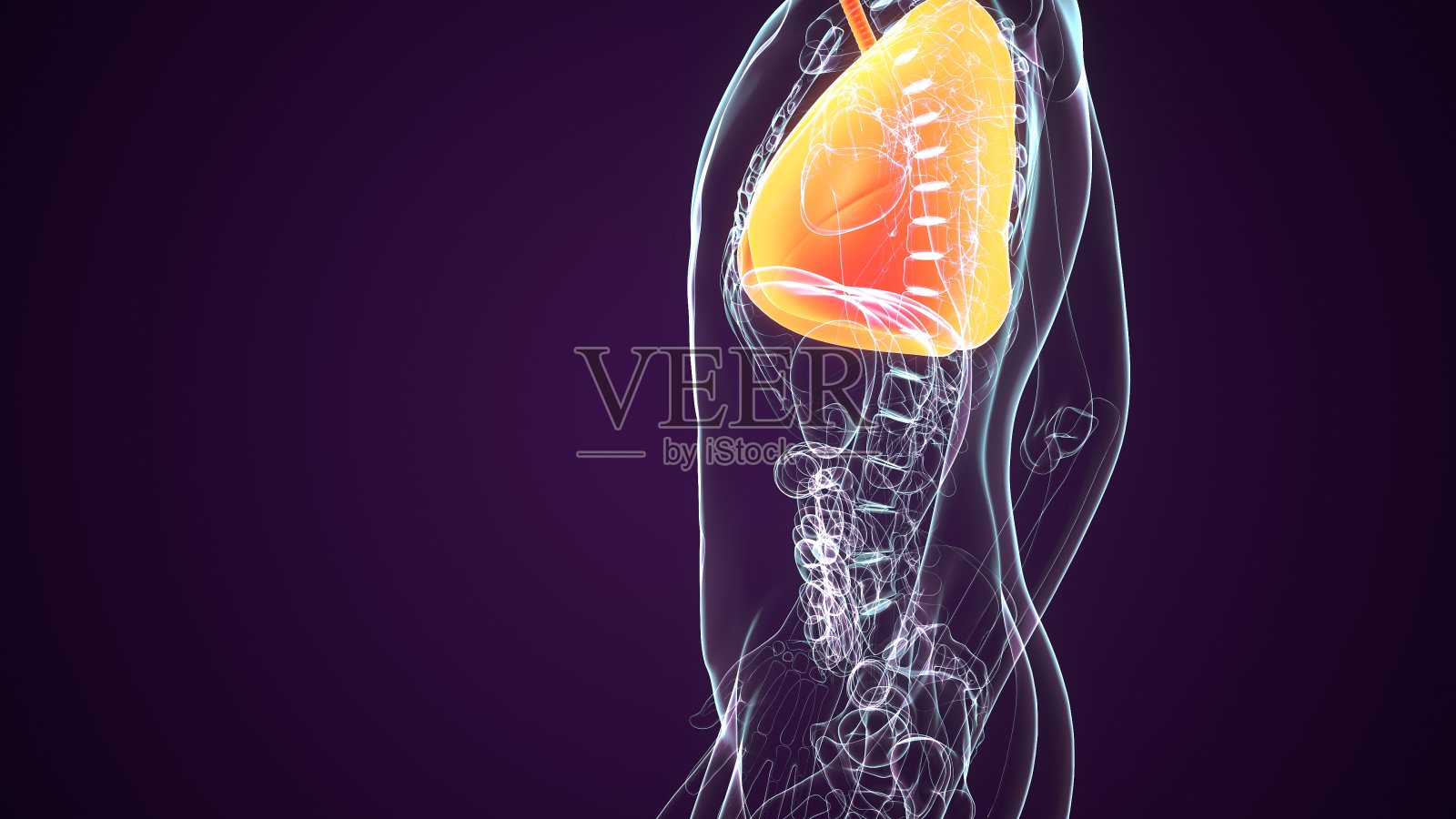 3d图解胸膈，或简称横膈膜(古希腊文:δι α φ αγμα，罗马化:diáphragma, lit.)“分隔”)，是人类和其他哺乳动物的内部骨骼肌[2]，延伸到胸的底部照片摄影图片