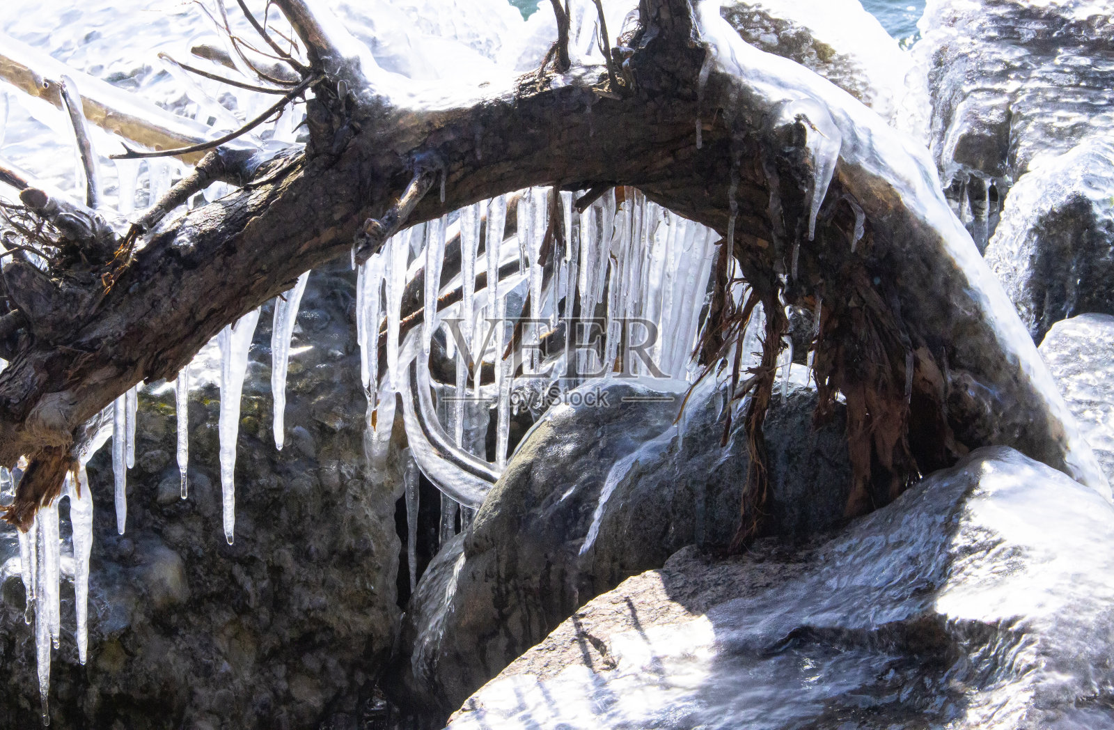 挂在弯曲树枝上的冰柱照片摄影图片