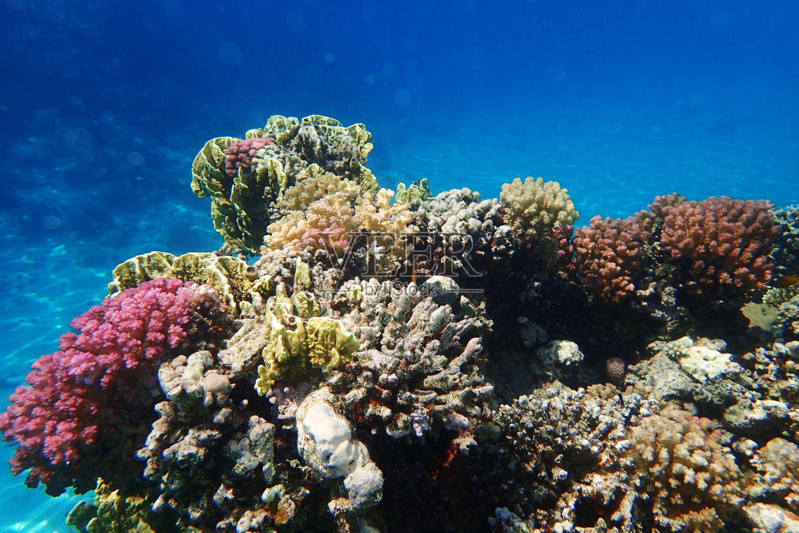 红海中的珊瑚礁照片摄影图片