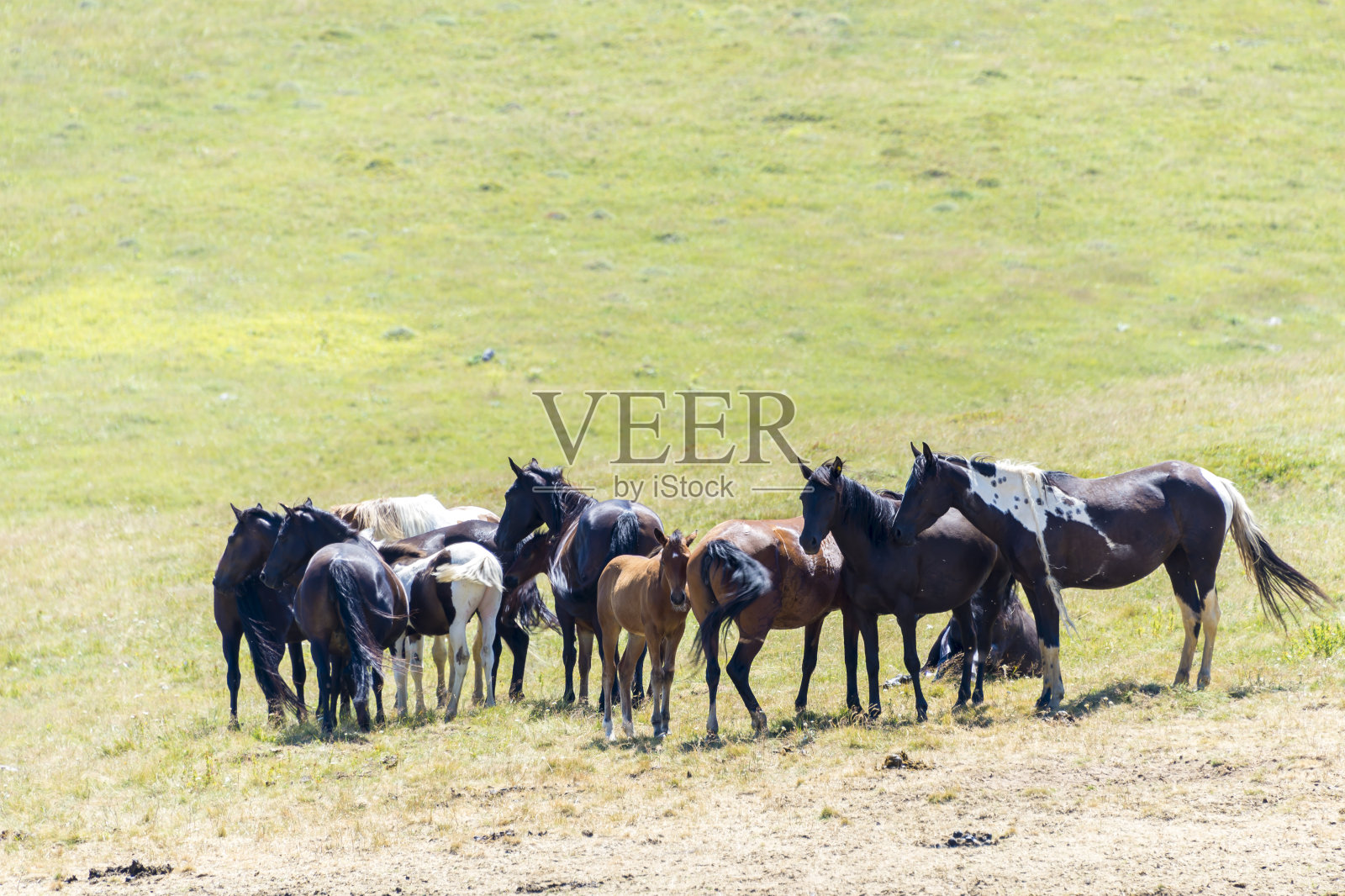 野外的野马。免费的野马照片摄影图片
