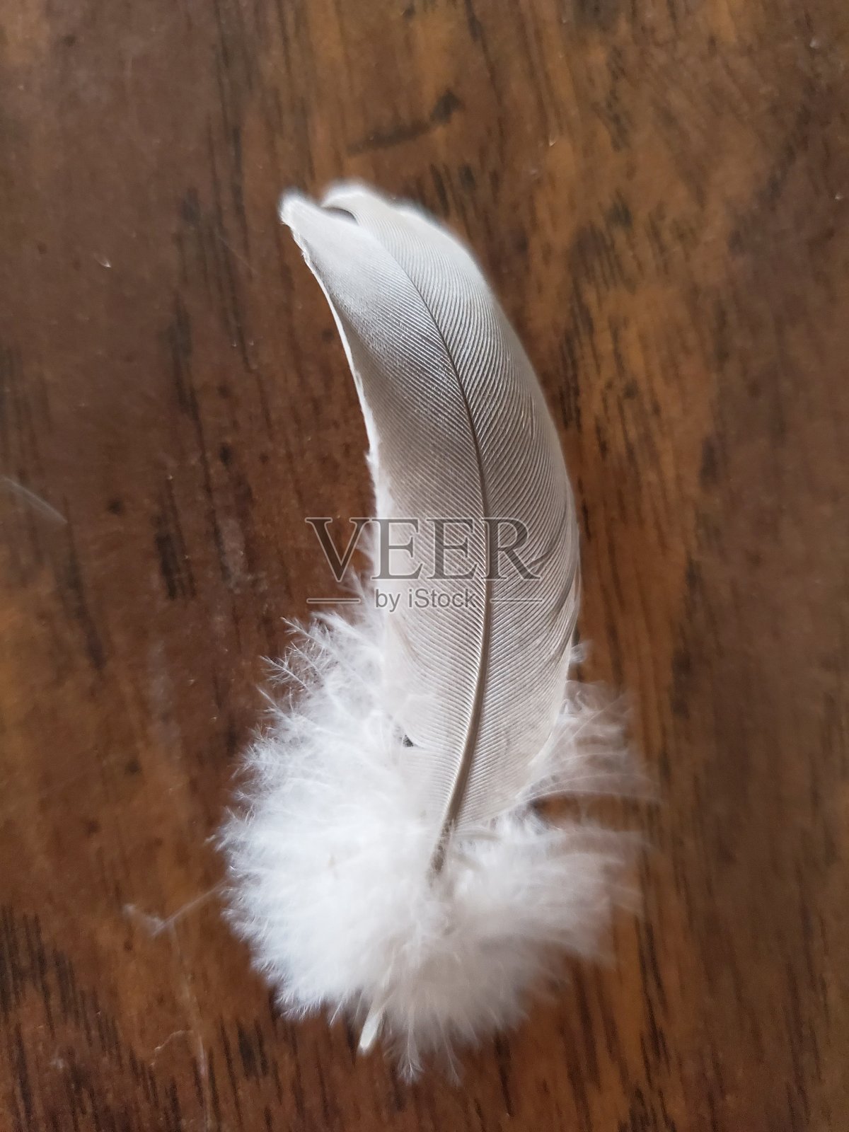 灰色的羽毛照片摄影图片