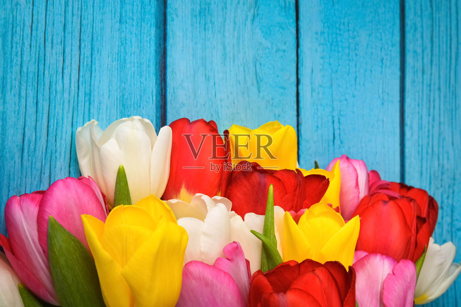 明亮的多色郁金香花束在蓝色木板上的特写。照片摄影图片