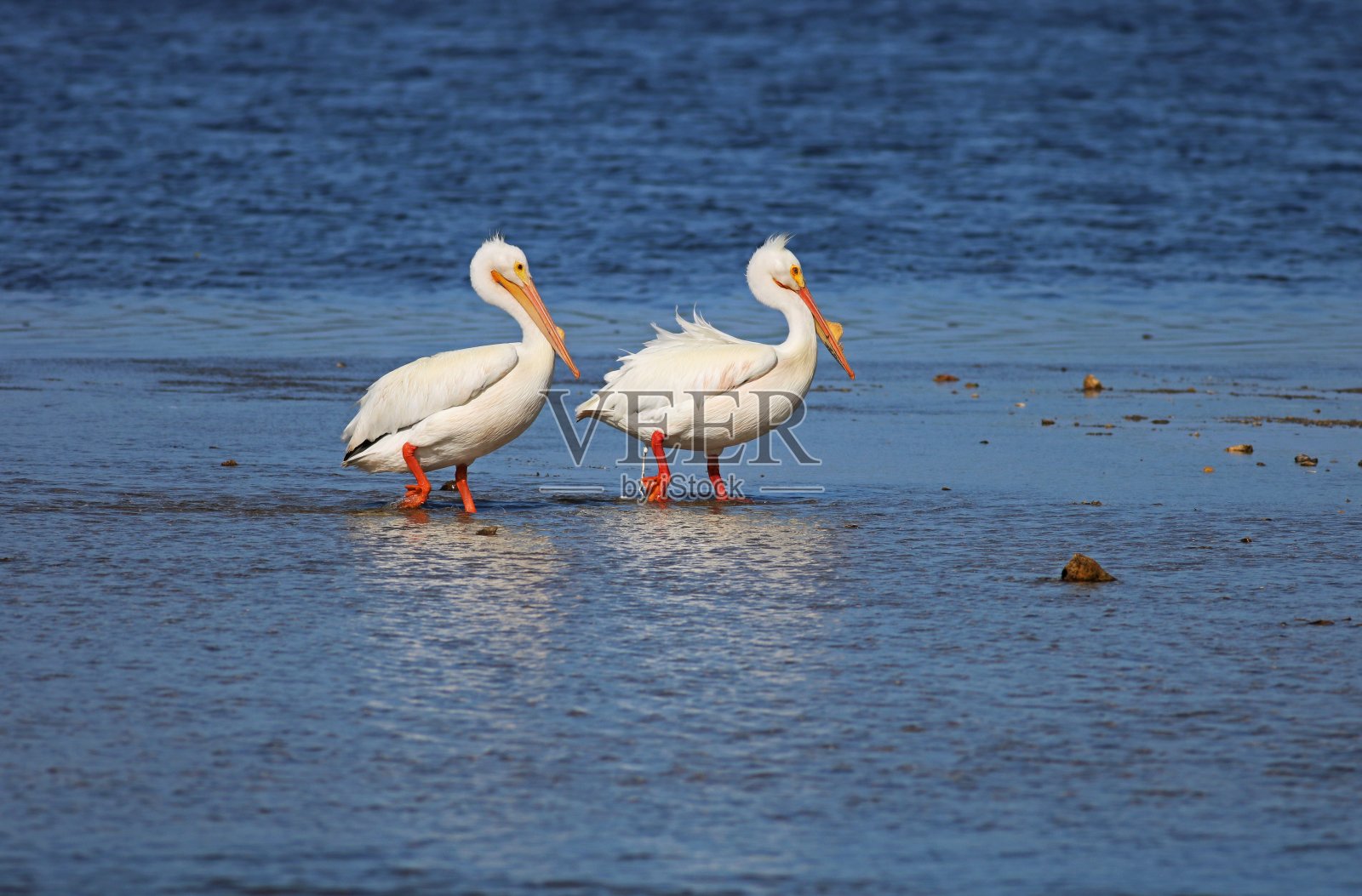 多么的扫兴者照片摄影图片