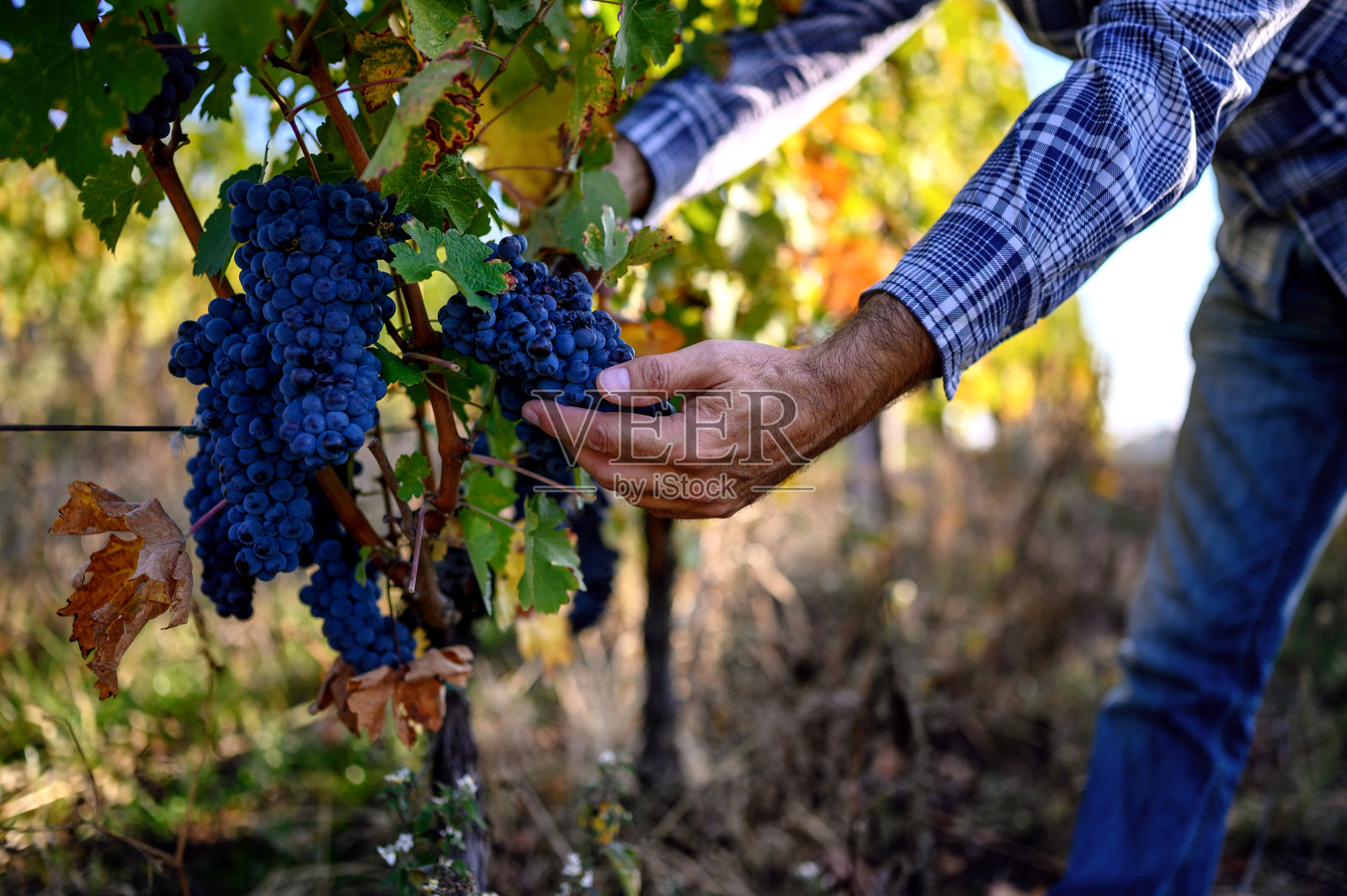 酿酒葡萄收获照片摄影图片