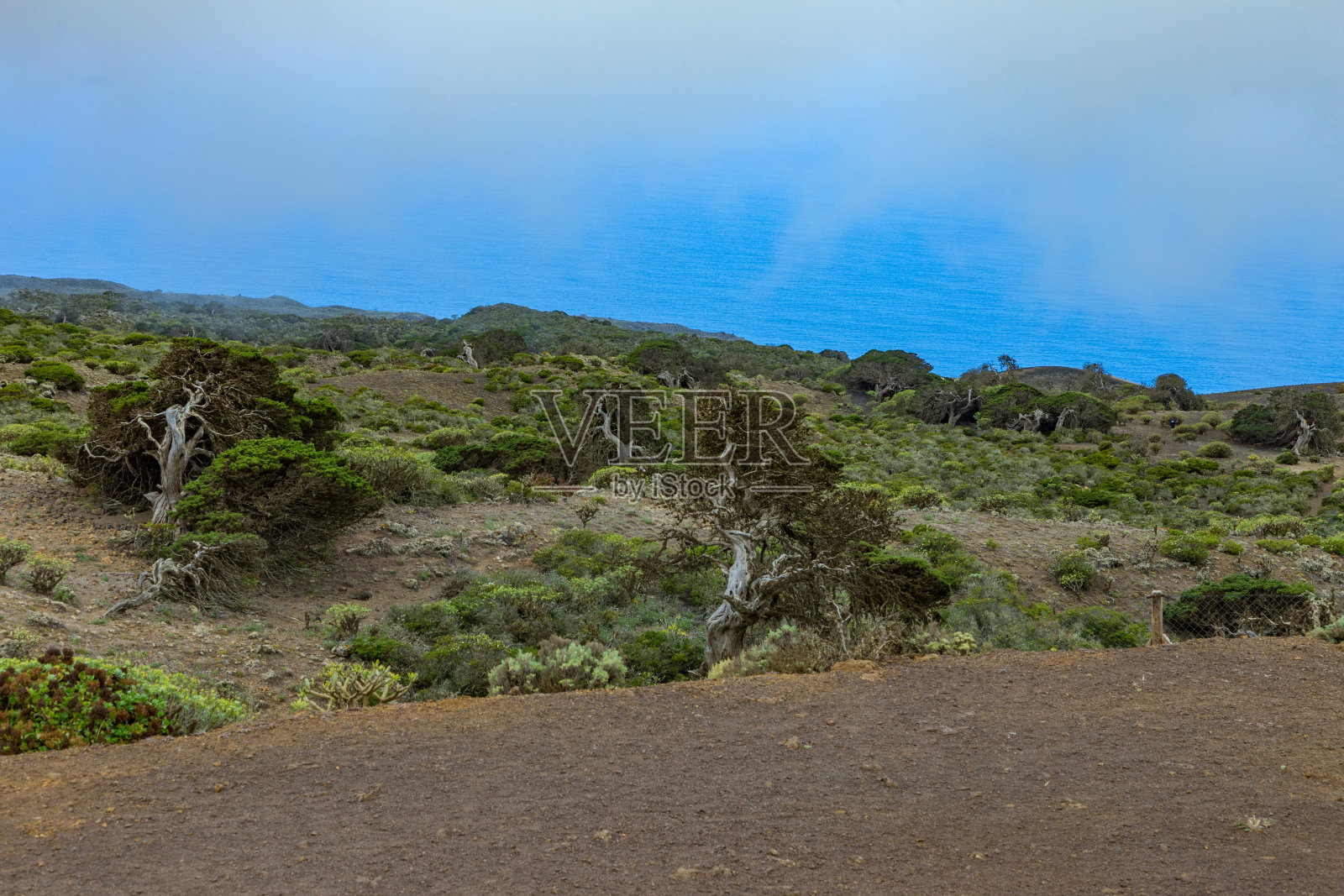 扭曲的巨型杜松树被强风扭曲。树干在地上爬行。萨布纳尔，耶罗岛照片摄影图片