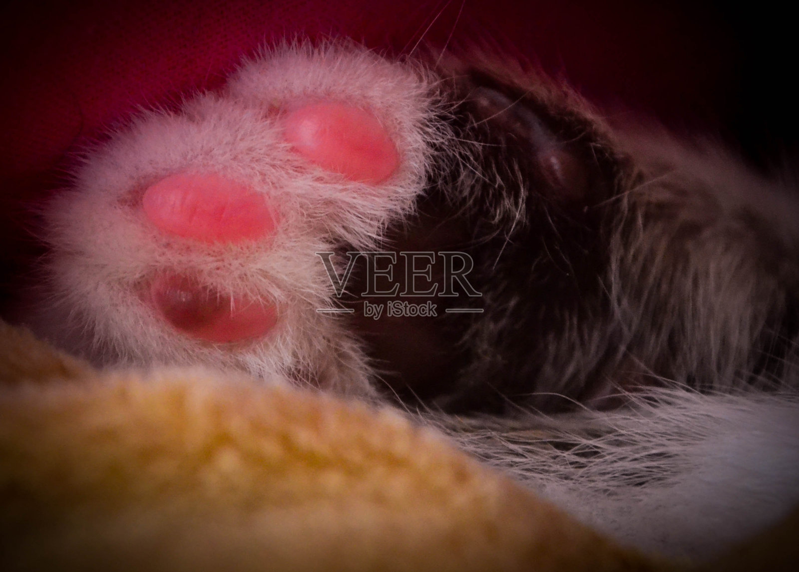 猫照片摄影图片