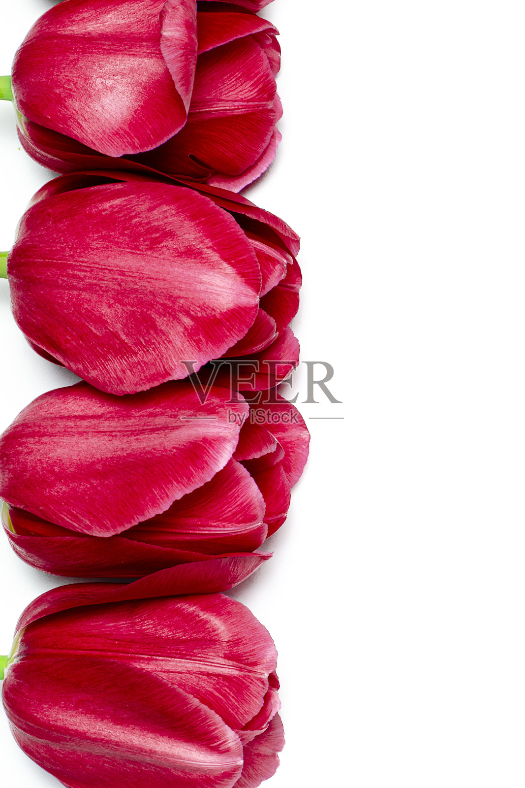 许多红色的郁金香长在白色的背景上照片摄影图片