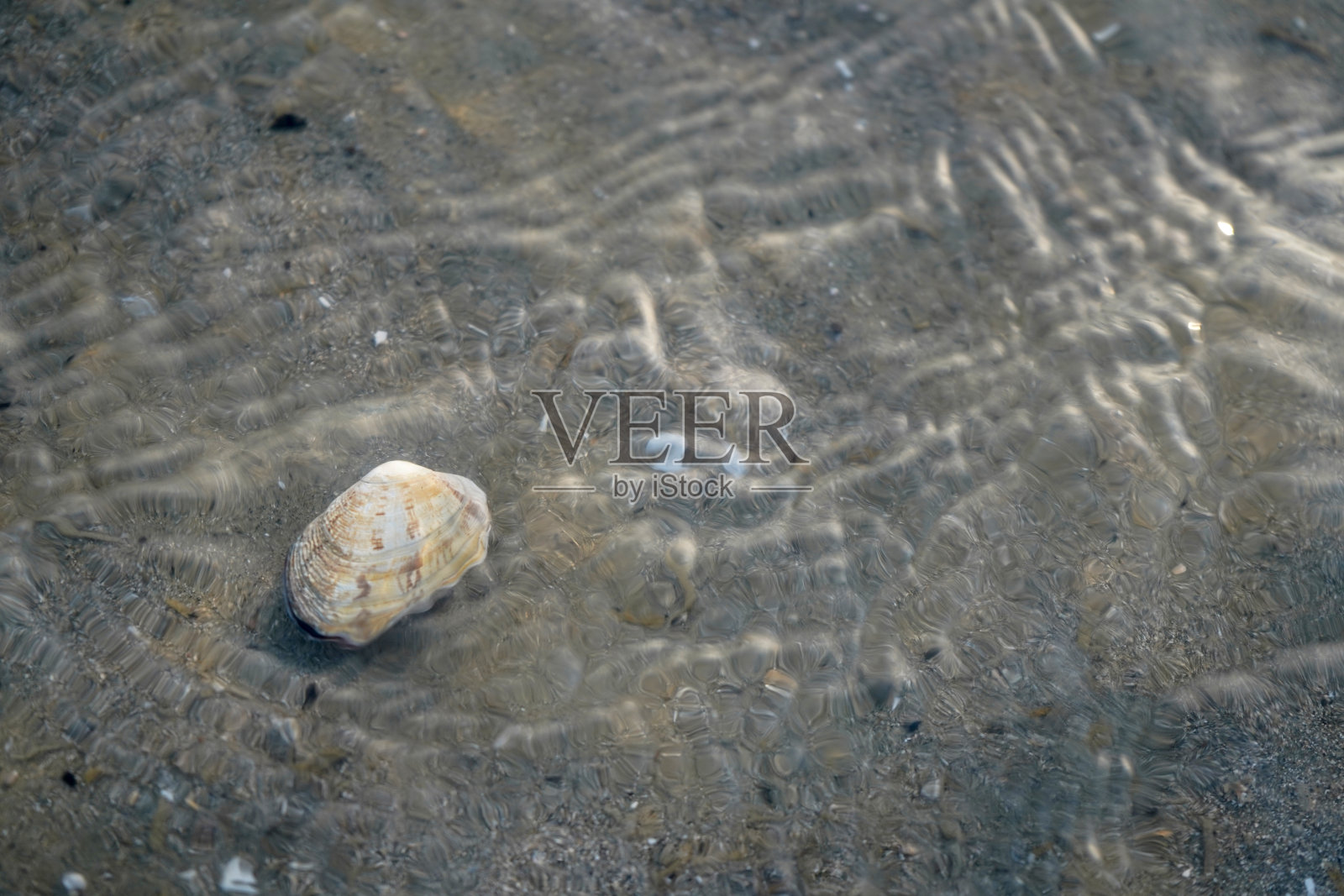 近距离观察沙滩上的贝壳照片摄影图片