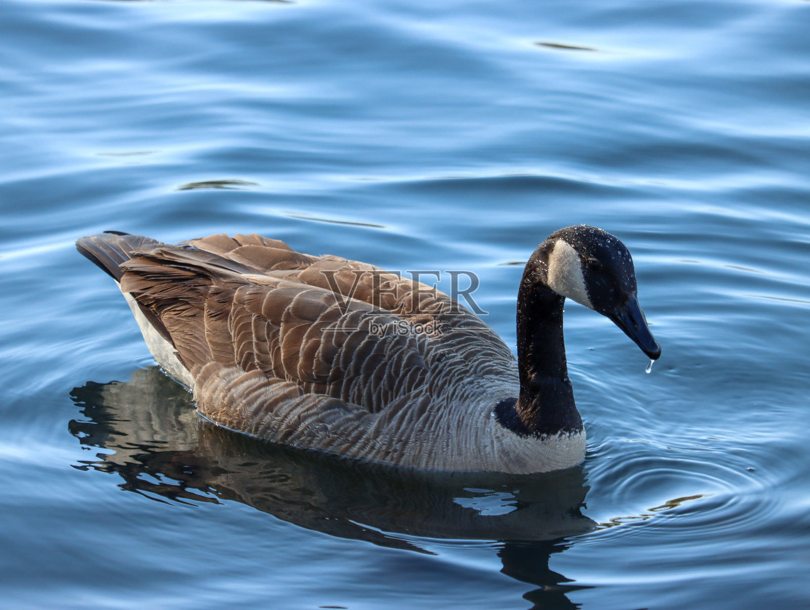 加拿大鹅照片摄影图片