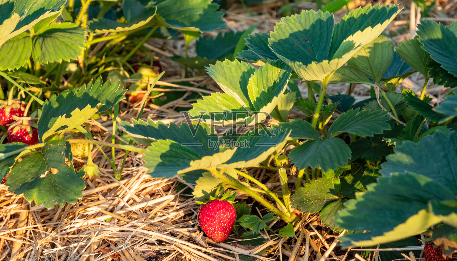 全景草莓植物与水果在花园里照片摄影图片