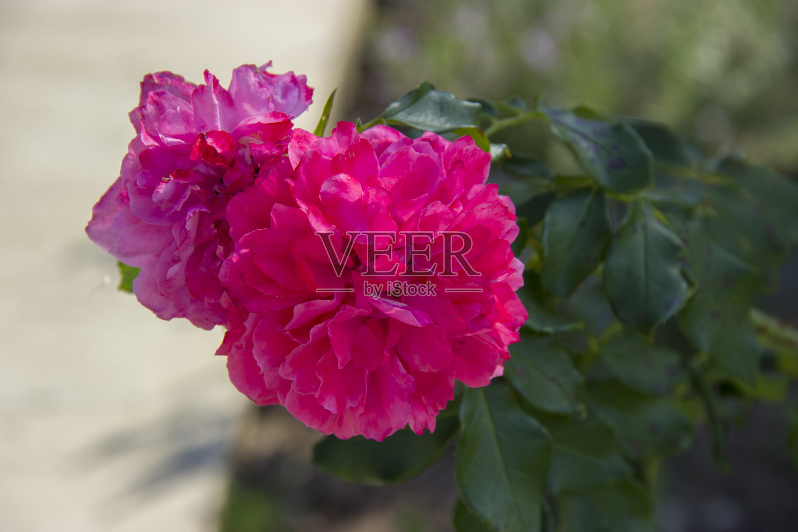 秋季盛开的红色牡丹花照片摄影图片