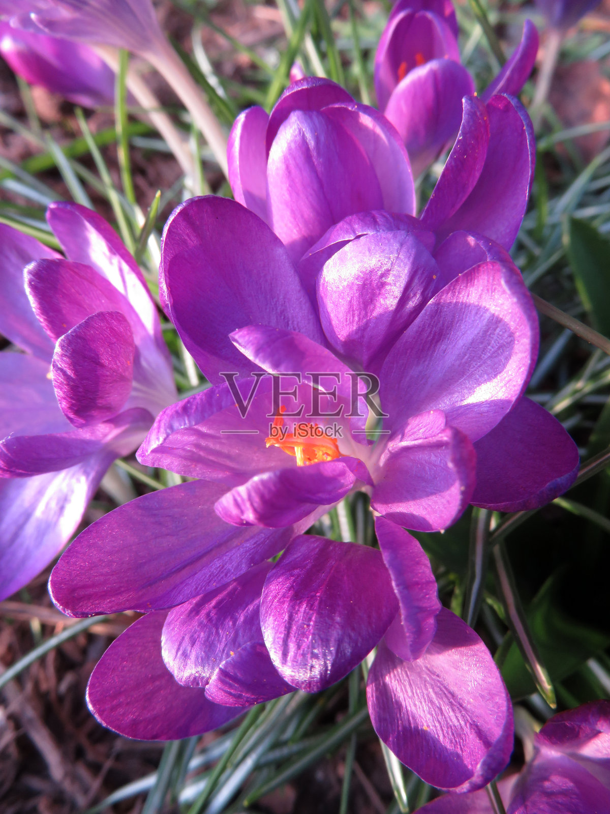 第一朵花绽放照片摄影图片