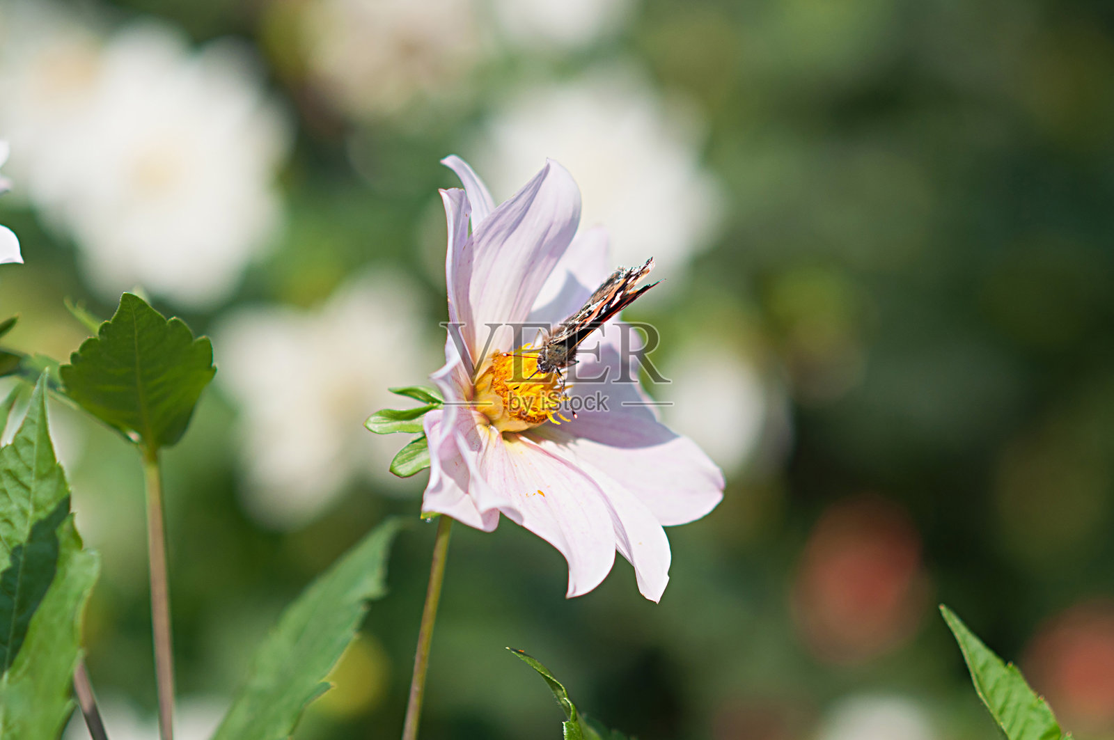 美丽的异国情调的橙色和黑色蝴蝶在一个精致的粉红色的花。春天植物的传粉。照片摄影图片