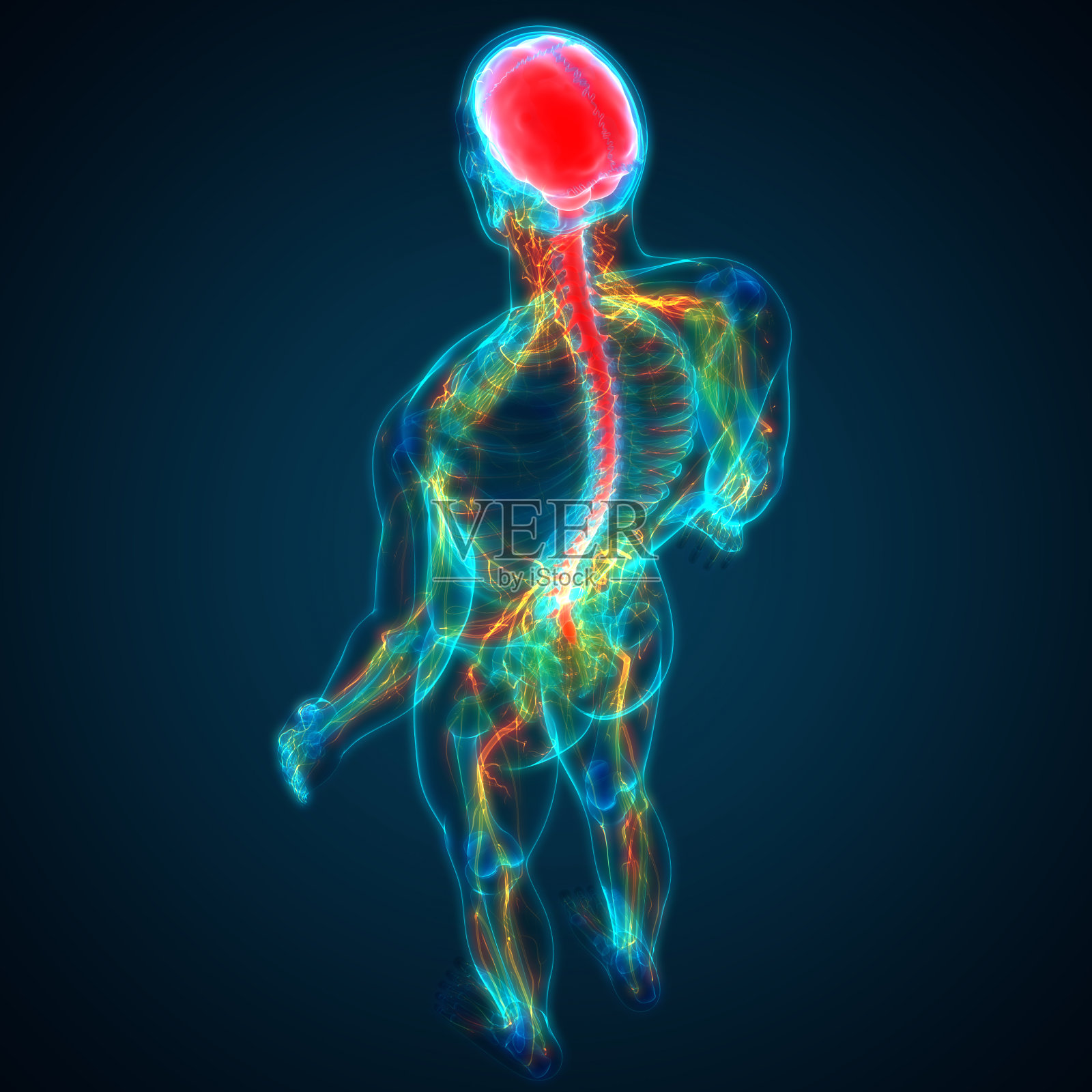 人脑神经系统的中枢器官照片摄影图片