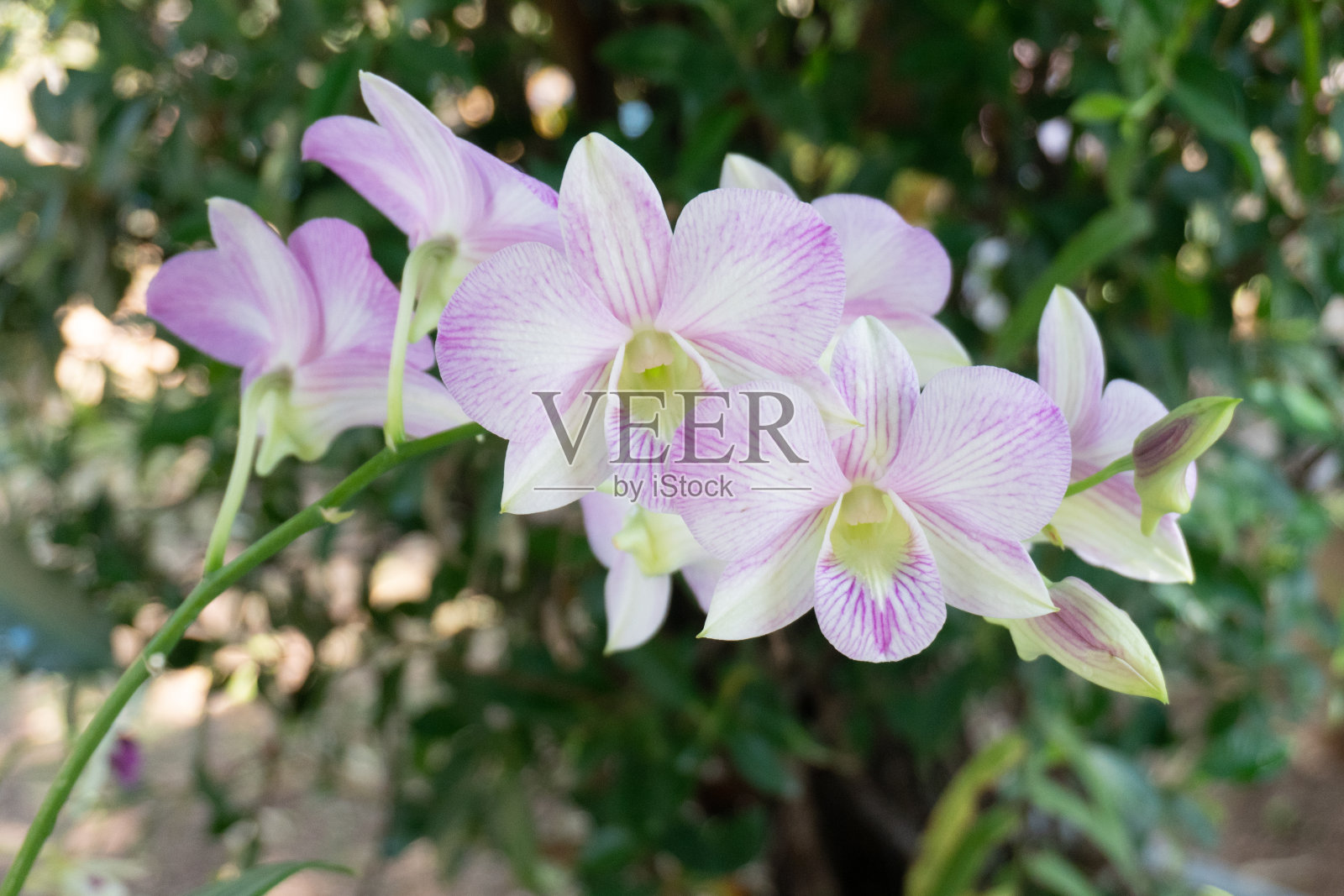 美丽的紫兰花花树照片摄影图片