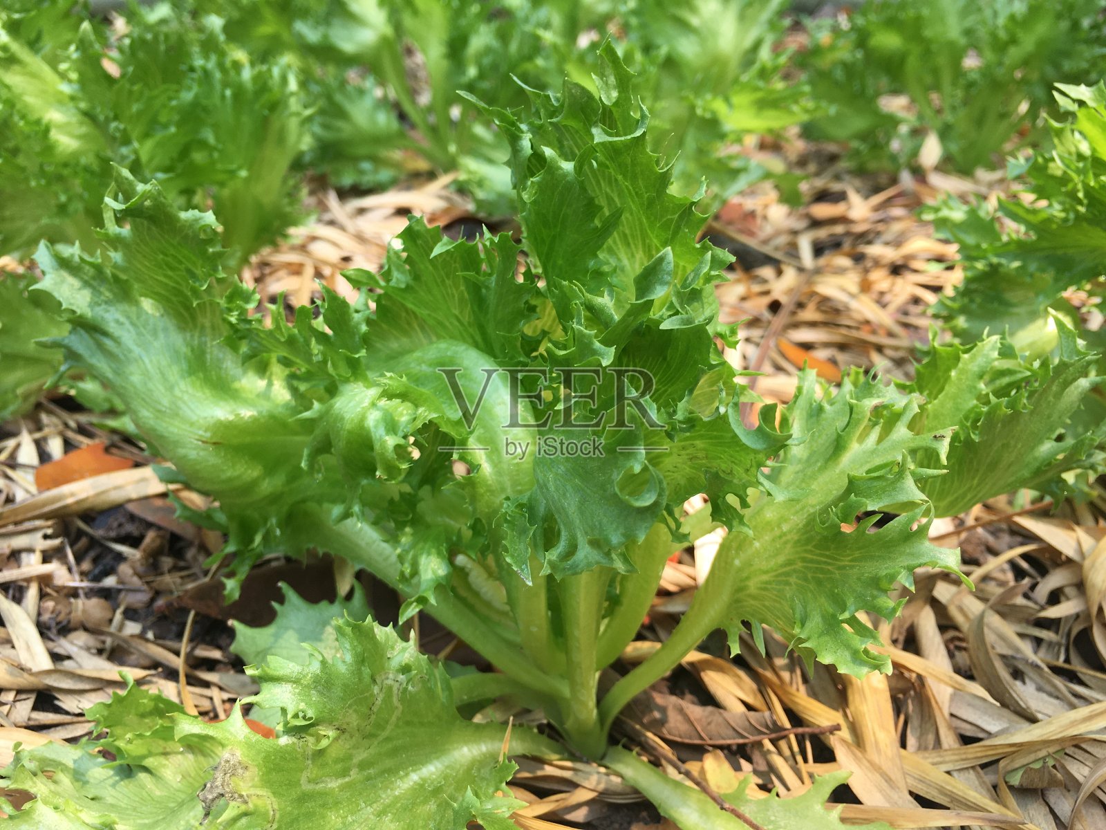 Frillice Iceberg在情节中照片摄影图片