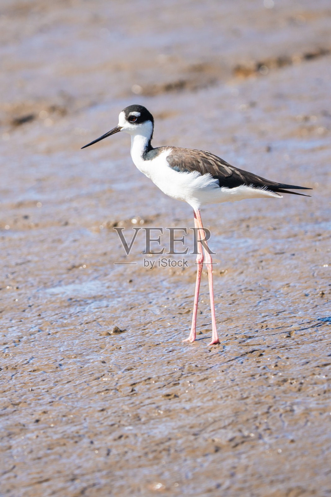 黑颈鹤等支撑物照片摄影图片