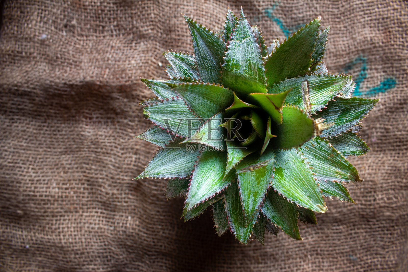 顶部的菠萝水果与绿色流动在顶部。照片摄影图片