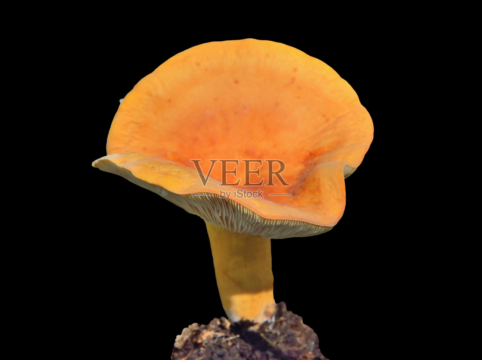 食用蘑菇(松乳菇)照片摄影图片