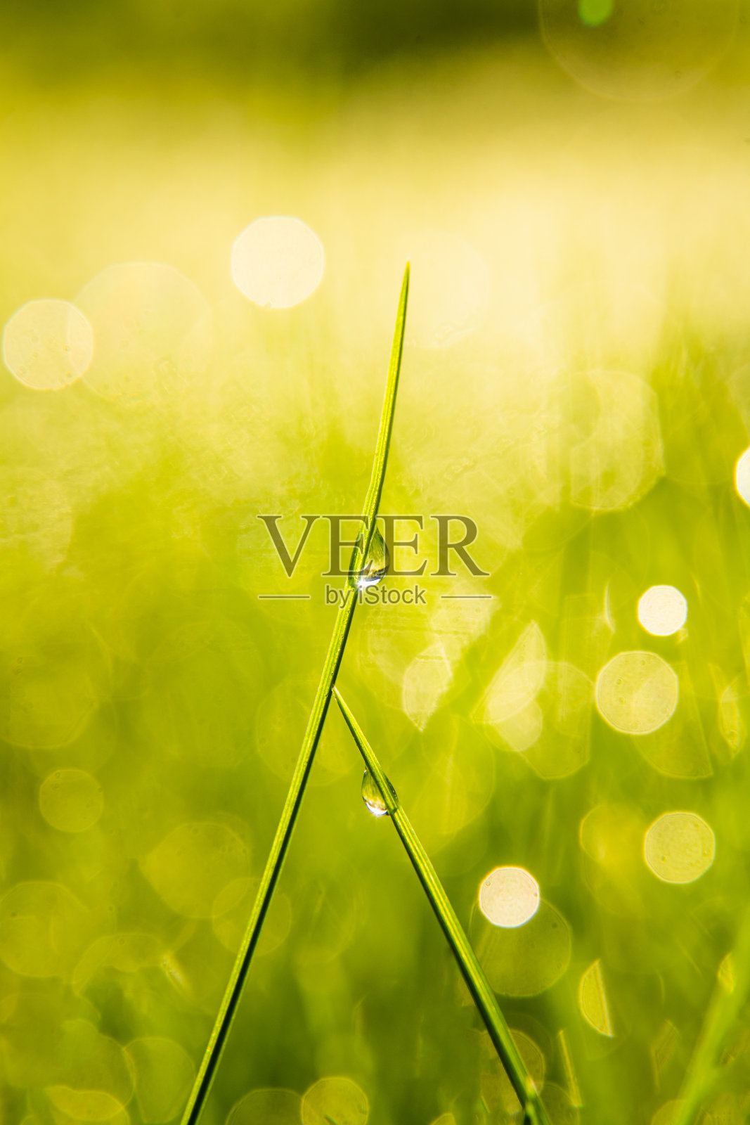 一个美丽的特写，一个新鲜的绿色草地在后院。照片摄影图片