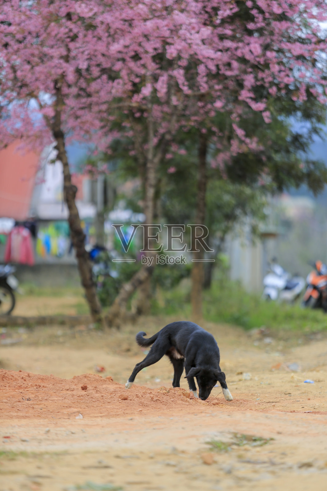 贫困村庄中狗一家的乡村生活照片摄影图片