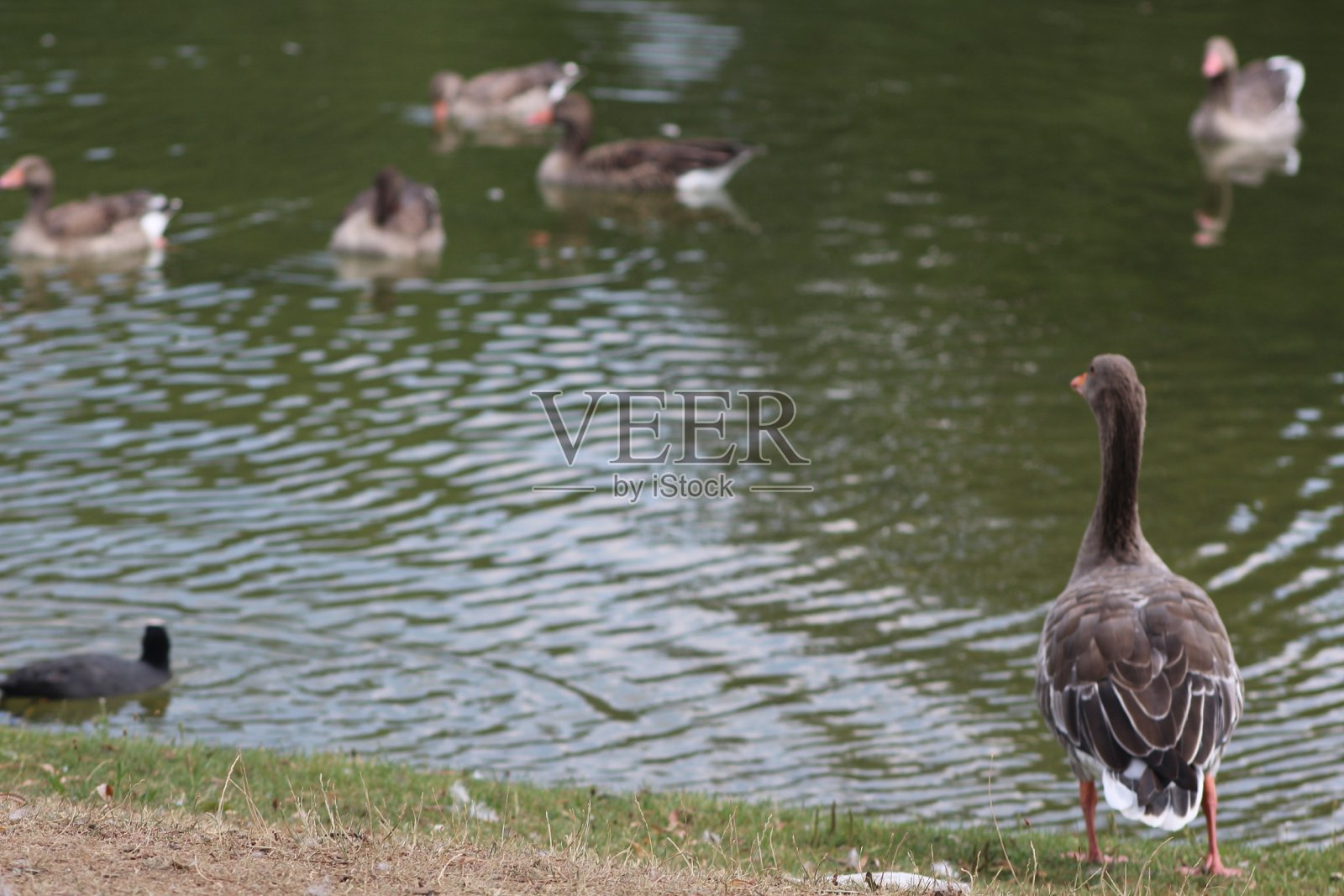 可爱的鸭子照片摄影图片