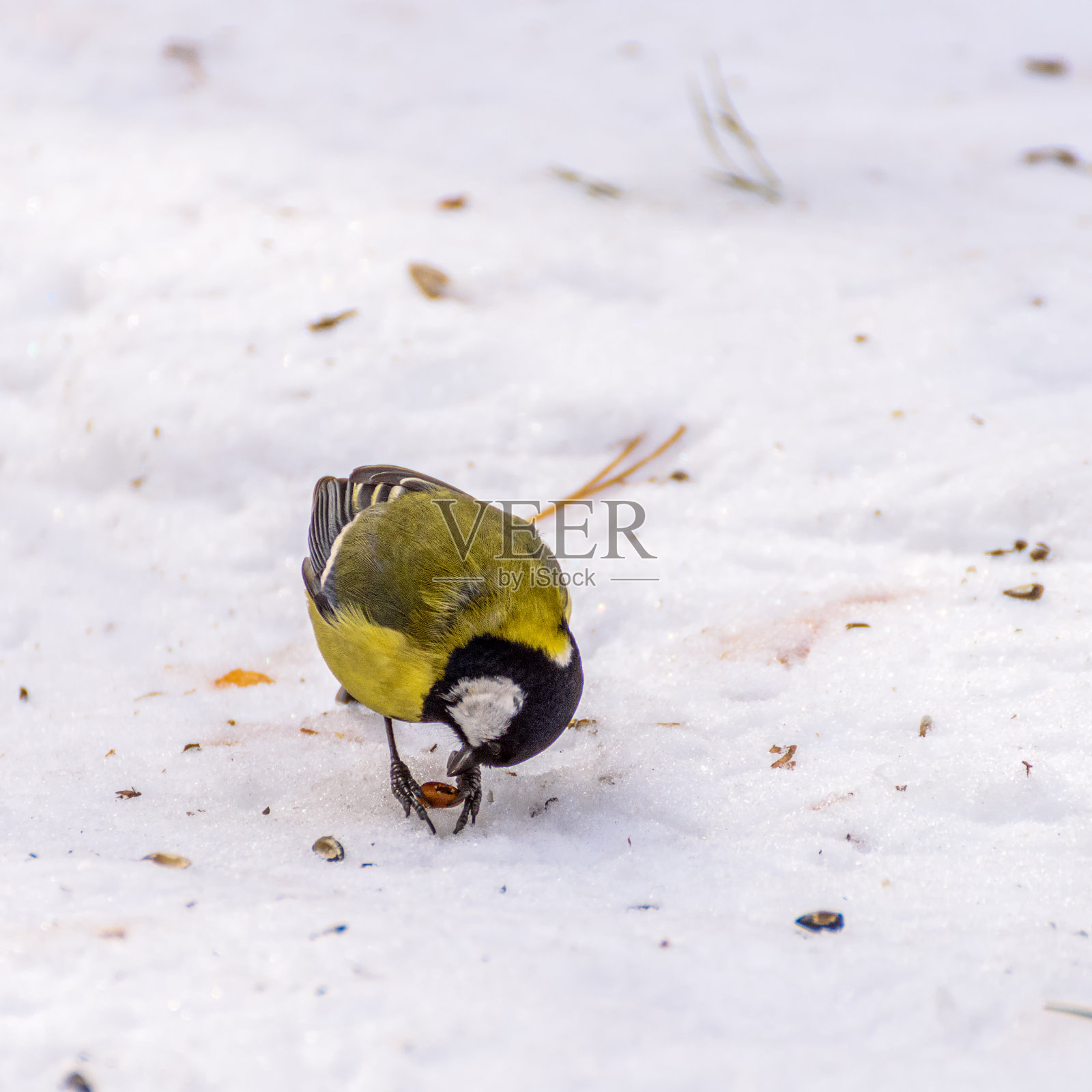 雪中的山雀照片摄影图片