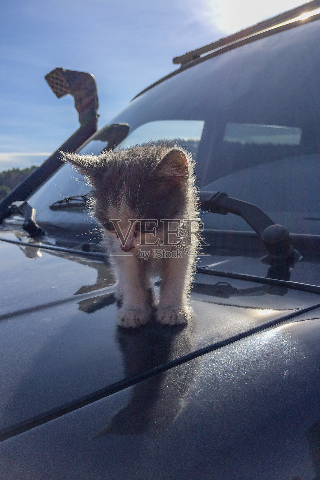 悲伤的无家可归的小猫。绿眼睛的小猫照片摄影图片