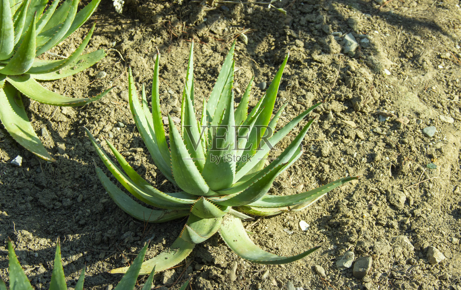 大芦荟或真正的芦荟植物的特写。奇异的植物的背景。常见的药用植物。照片摄影图片