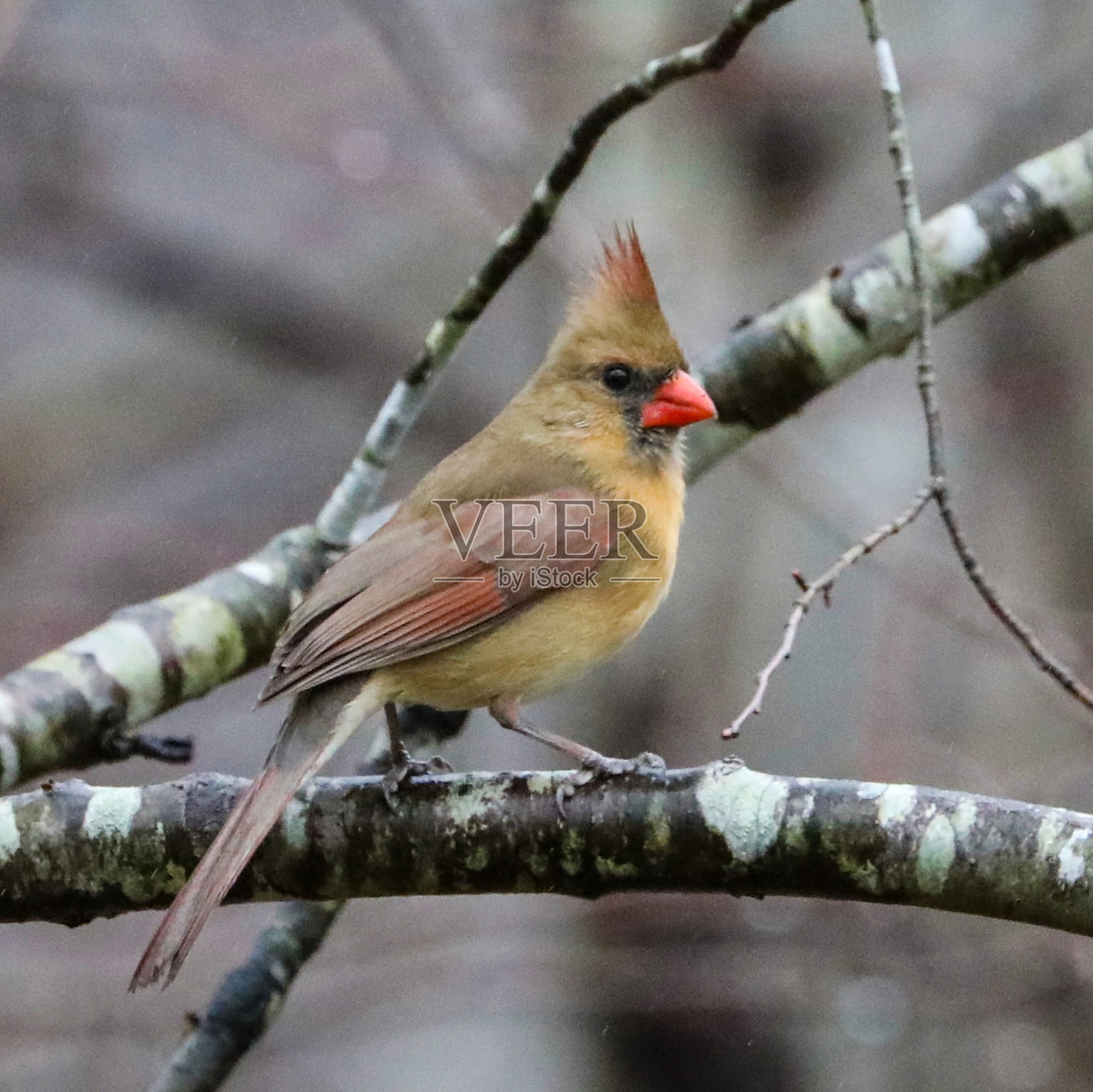 北部的红衣主教照片摄影图片