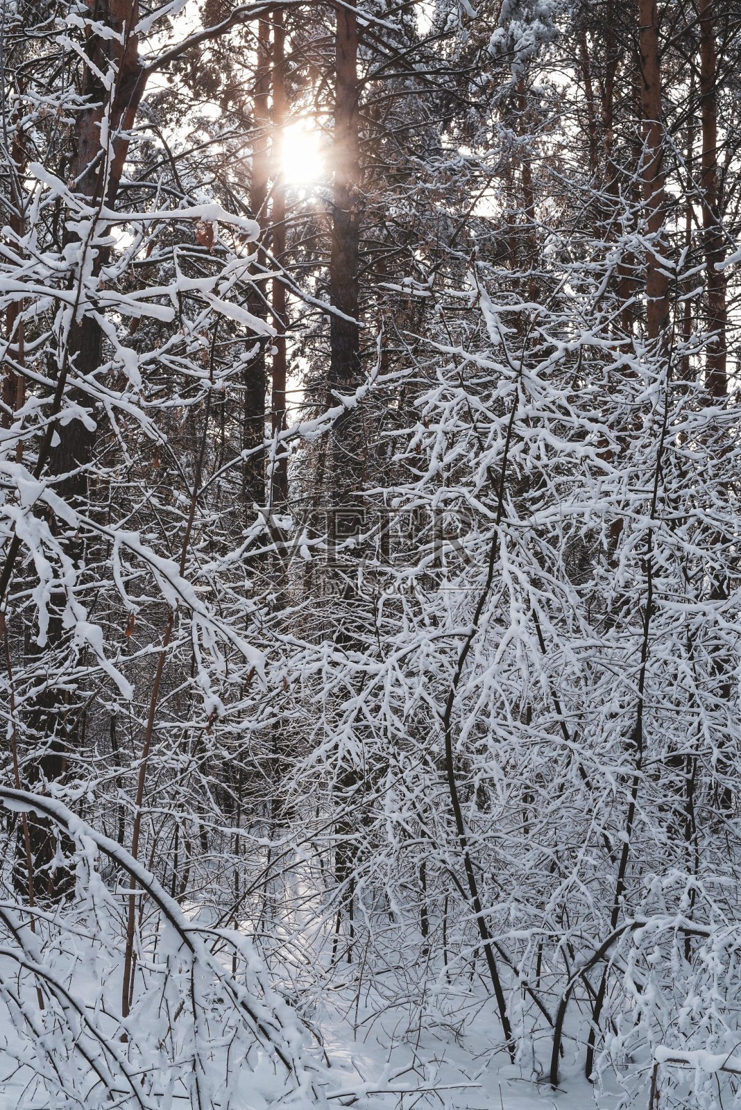 冬天松树林与树上的雪照片摄影图片