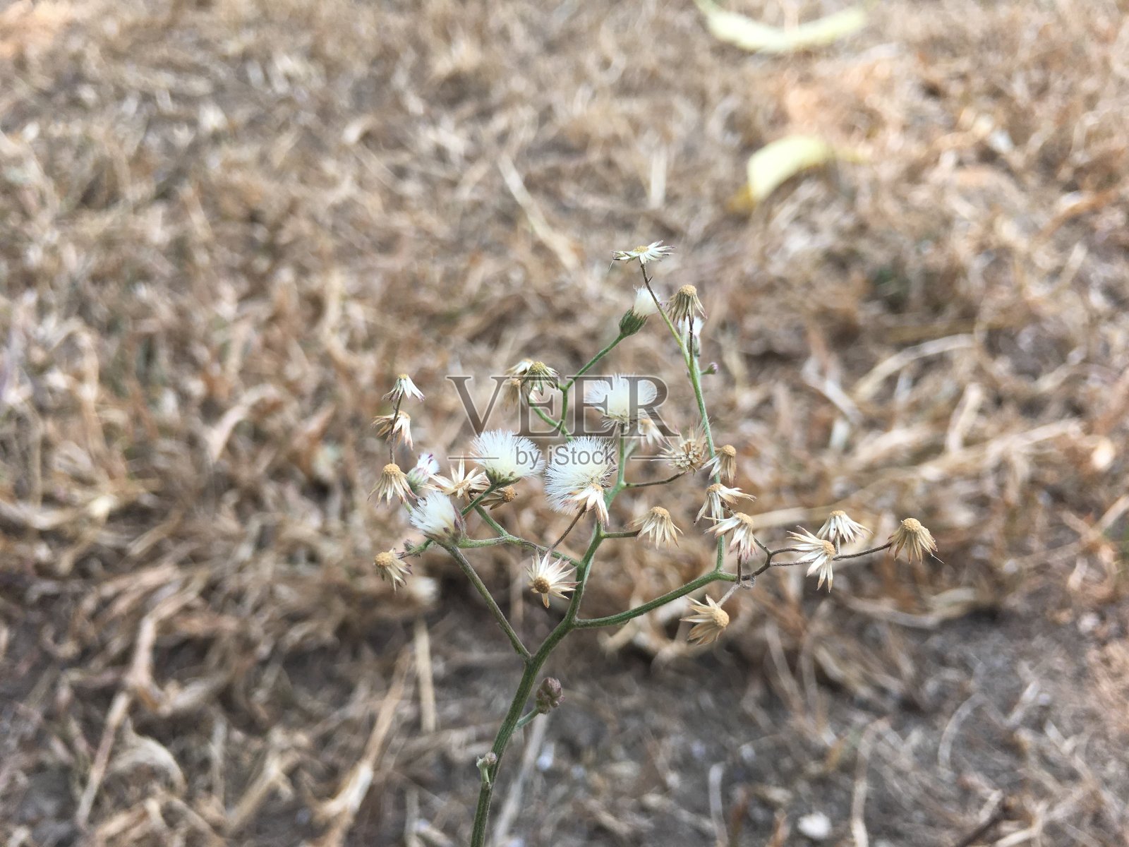 田野里的干花照片摄影图片