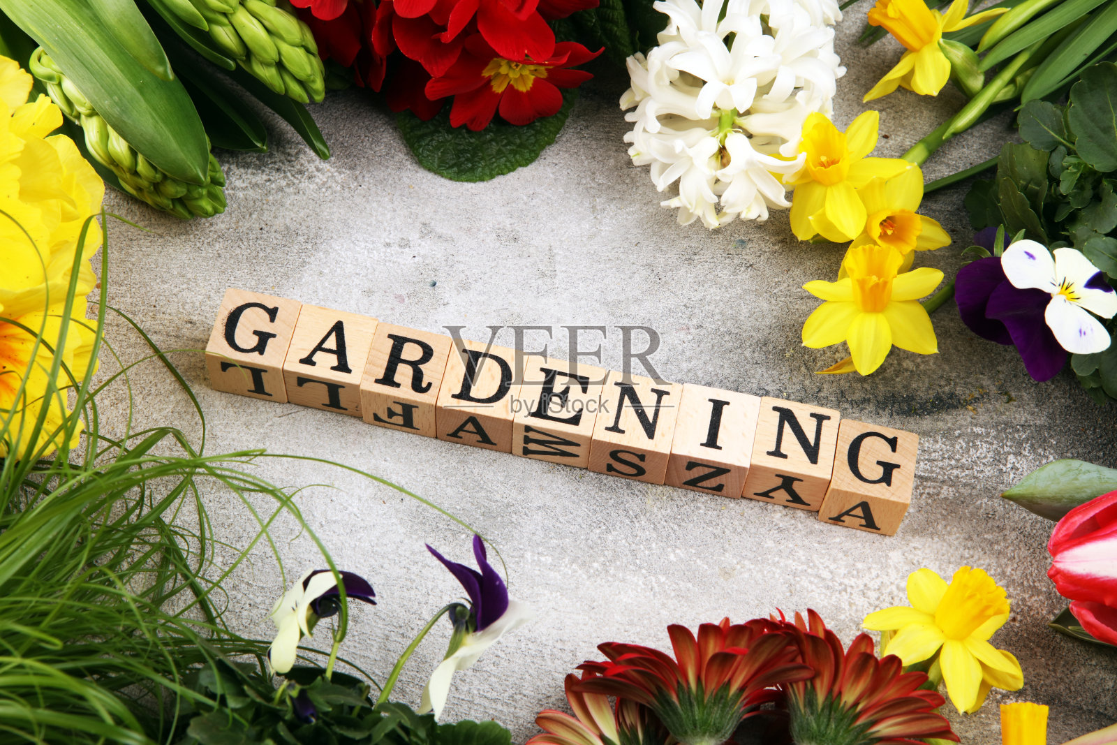 园艺平铺木信。一套工具的园丁和花盆与美丽的春天的花和郁金香照片摄影图片