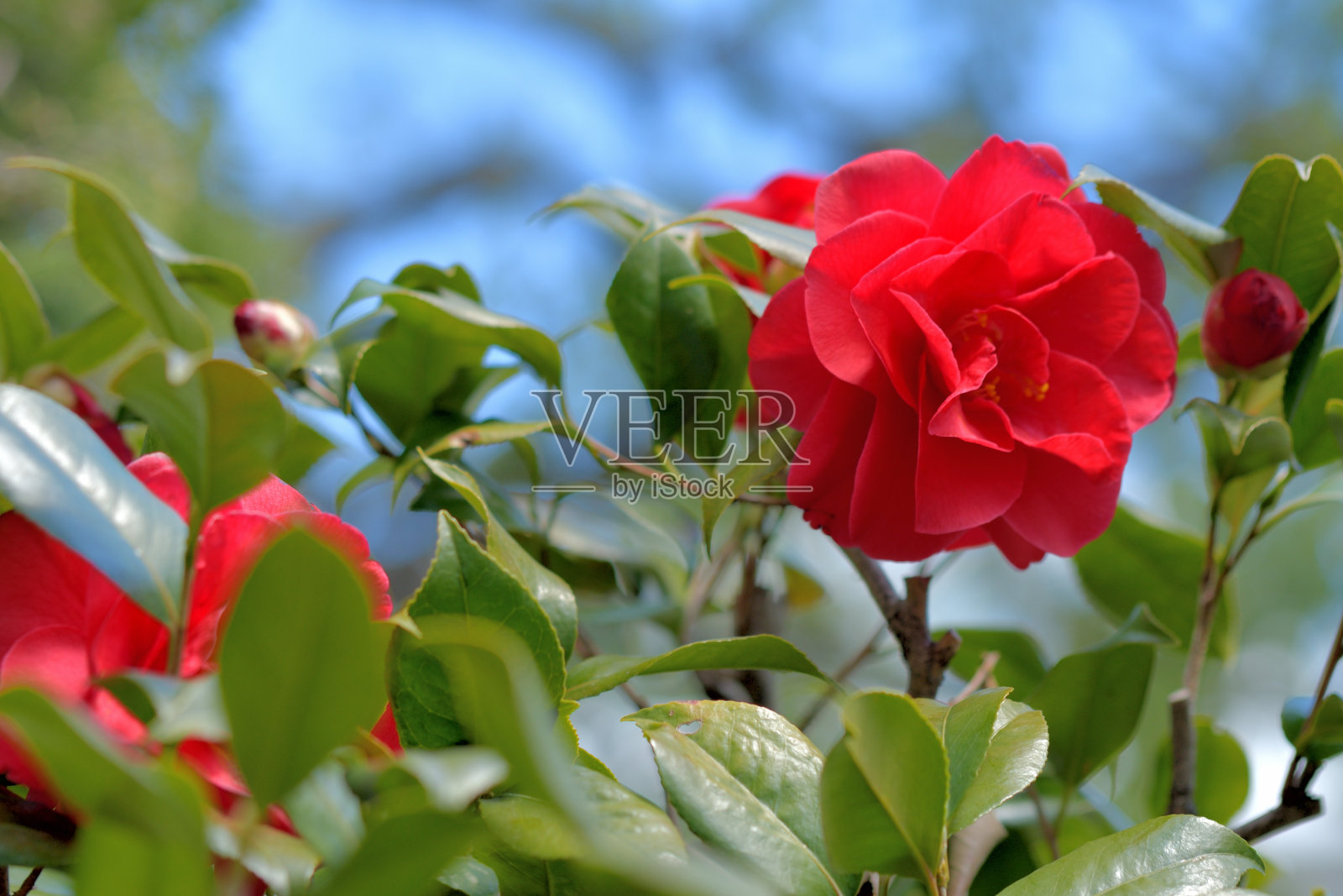茶花/日本茶花照片摄影图片